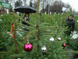 Buyers choose fir-trees