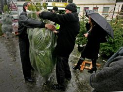 Salespeople pack the bought pine-tree