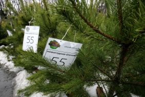 Price-lists on pine-trees