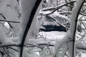 Tree fell down on a car