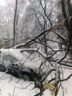 Tree fell down on a car
