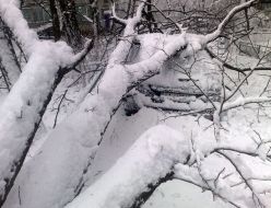 Tree fell down on a car