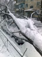 Tree fell down on a car