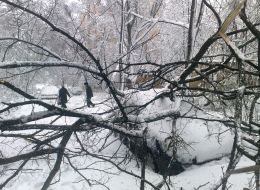Tree fell down on a car