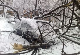 Tree fell down on a car