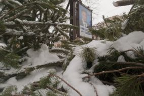 Abandoned fir-tree market