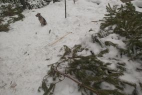 Abandoned fir-tree market