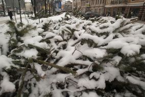 Abandoned fir-tree market