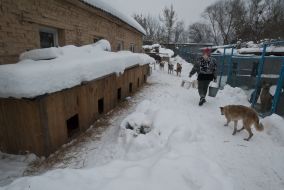 Приют для животных