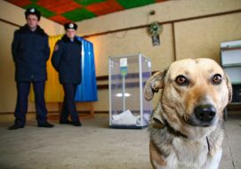 Собака на виборчій дільниці
