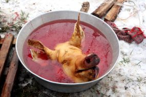 Голова свиньи