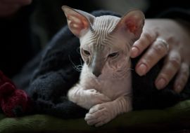 Cat Breed Sphynx