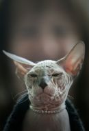 Cat Breed Sphynx