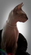 Cat Breed Sphynx