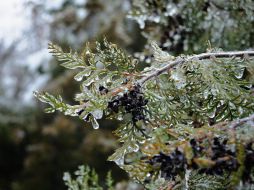 Ice-covered branches