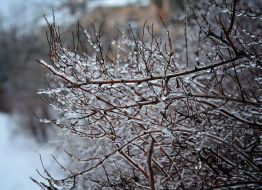 Ice-covered branches