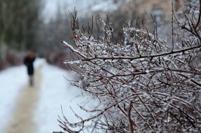 Ice-covered branches