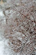 Ice-covered branches