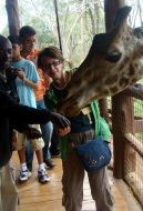 Туристи годують жирафа