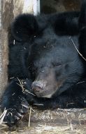 Asiatic black bear