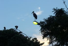 Marabou is sitting on a lamp