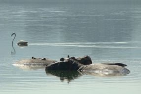 Hippos and flamingos