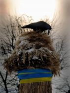 Corvus