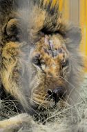 Lion named Simba