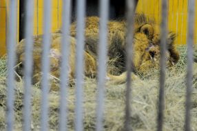 Lion named Simba