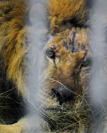 Lion named Simba