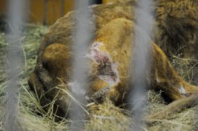 Lion named Simba