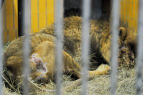 Lion named Simba