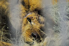 Lion named Simba