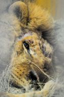 Lion named Simba