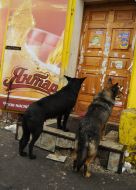Homeless dog