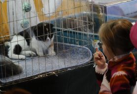 Дівчинка розглядає кота