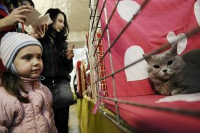 Дівчинка розглядає кота