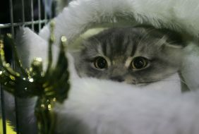 Шотландская вислоухая кошка