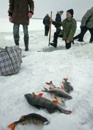 Fish on ice