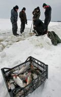 Box with fish