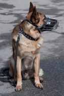 A dog