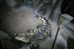 Cuban crocodile