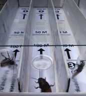 Races of madagaskar cockroaches