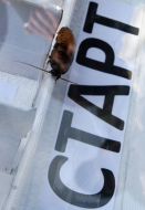 Madagaskar cockroache