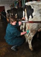Milkmaid washes the cow’s udder