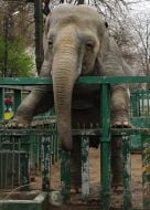 Слониха по кличке Вэнди