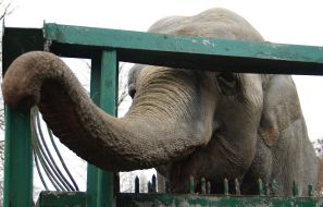 Слониха по кличке Вэнди