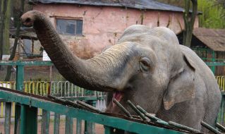 Слониха по кличке Вэнди