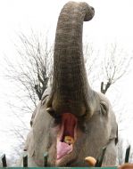 Слониха по кличке Вэнди