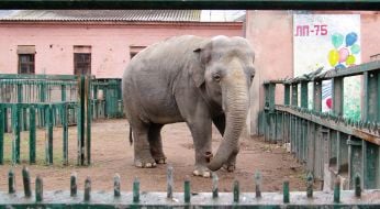 Слониха по кличке Вэнди